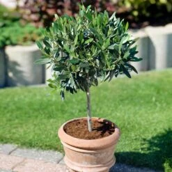 Koroneiki Greek Olive Tree -Green Plant Store Koroneiki Olive 3