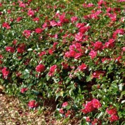 Kramers Camellia Shrub 9 Kramers Camellia Shrub -Green Plant Store Kramers Camellia FGT 1