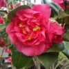 Kramers Camellia Shrub 2 Kramers Camellia Shrub -Green Plant Store Kramers Camellia FGT 600x600 b6ff6f90 18d4 4af6 8a42 ce6318e1b77d