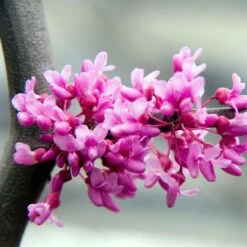 Lavender Twist® Weeping Redbud Tree -Green Plant Store LAVENDER TWIST THUMB 6e0b03e6 c145 40fa 9261 d759a9ab9546