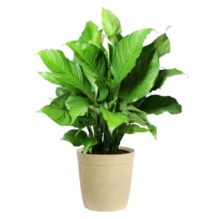 Peace Lily Plant -Green Plant Store LIL PEA.10 Beige Delilah