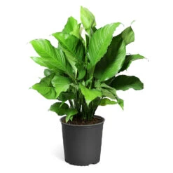 Peace Lily Plant -Green Plant Store LIL PEA.10 standard pot