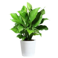 Peace Lily Plant -Green Plant Store LIL PEA.10 white Delilah