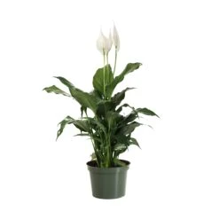 Peace Lily Plant -Green Plant Store LIL PEA.6