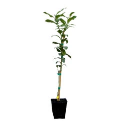 Key Lime Tree 17 Key Lime Tree -Green Plant Store LIM KEY 12 QT
