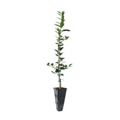 Key Lime Tree 15 Key Lime Tree -Green Plant Store LIM KEY 23 C