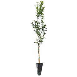 Key Lime Tree 16 Key Lime Tree -Green Plant Store LIM KEY 34 C