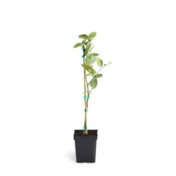 Persian 'Bearss' Lime Tree -Green Plant Store LIM PER 12 1QT