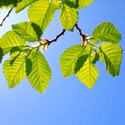 Lacebark Chinese Elm Tree -Green Plant Store Lacebark Chinese Elm 1 FGT