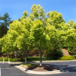 Lacebark Chinese Elm Tree -Green Plant Store Lacebark Chinese Elm 5 FGT