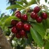 Lapins Cherry Tree -Green Plant Store Lapins Cherry Tree FGT 600x600 0220b9db e1f1 4a63 bdc5 243c6c0fbfb6