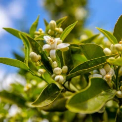 Lane Late Navel Orange -Green Plant Store Late Lane Orange 1