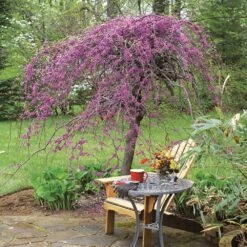 Lavender Twist® Weeping Redbud Tree 8 Lavender Twist® Weeping Redbud Tree -Green Plant Store Lavender Twist Redbud 1