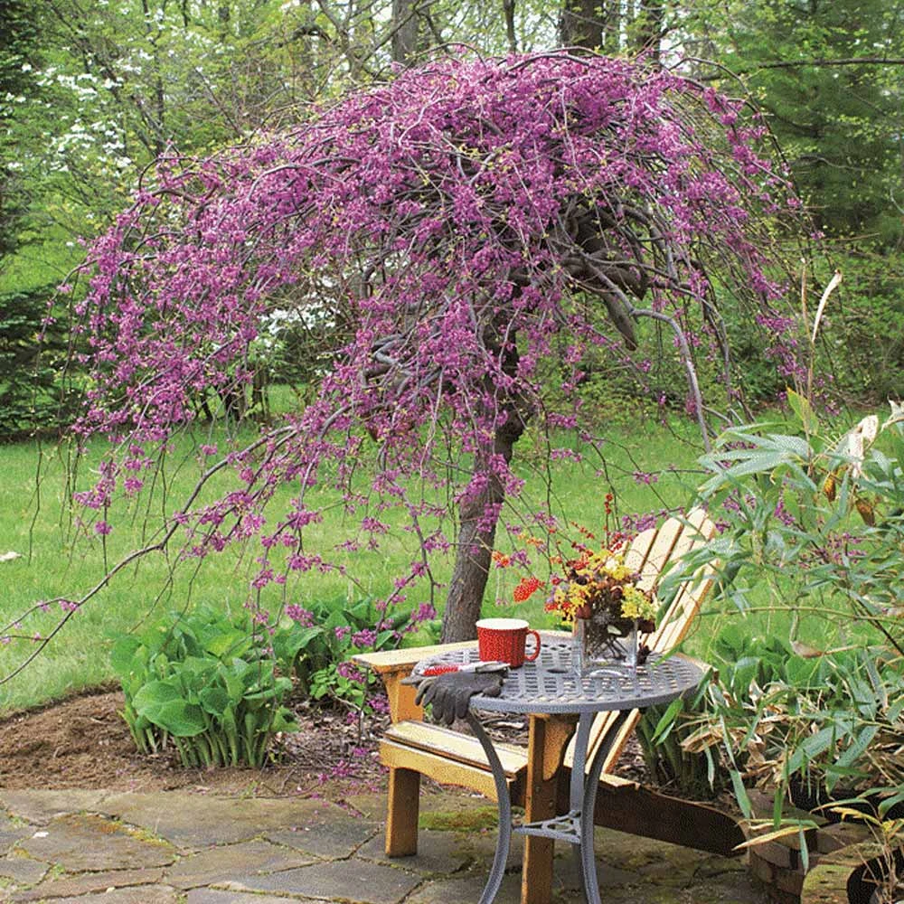 Lavender Twist® Weeping Redbud Tree 5 Lavender Twist® Weeping Redbud Tree - Image 3