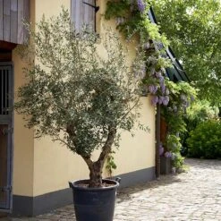 Lecciana Olive Tree -Green Plant Store Lecciana Olive Tree 2