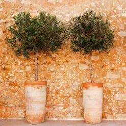 Lecciana Olive Tree -Green Plant Store Lecciana Olive Tree 600x600 c55d6164 bfbb 471f 915b 19f71f1f8029