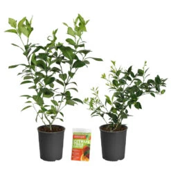 Meyer Lemon + Key Lime Bush Pack -Green Plant Store Lemon and LimeBushes 2