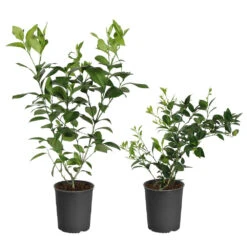 Meyer Lemon + Key Lime Bush Pack -Green Plant Store Lemon and LimeBushes 5ed8c5a7 14fa 4c58 93bb 9b06a0c16cba