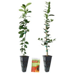Meyer Lemon + Key Lime Tree Pack 13 Meyer Lemon + Key Lime Tree Pack -Green Plant Store Lemon and LimeTrees2
