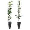 Meyer Lemon + Key Lime Tree Pack 2 Meyer Lemon + Key Lime Tree Pack -Green Plant Store Lemon and LimeTrees 600x600 7e66b743 a12b 4add 8d38 f0bb875cf7b0