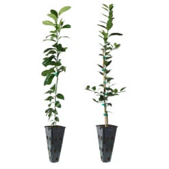 Meyer Lemon + Key Lime Tree Pack 10 Meyer Lemon + Key Lime Tree Pack -Green Plant Store Lemon and LimeTrees 91ce8611 fcee 4431 8480 d36e7e121b7e