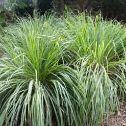 Lemon Grass Plant (Cymbopogon Citratus) 8 Lemon Grass Plant (Cymbopogon Citratus) -Green Plant Store Lemon Grass 4