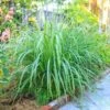 Lemon Grass Plant (Cymbopogon Citratus) 1 Lemon Grass Plant (Cymbopogon Citratus) -Green Plant Store Lemon Grass FGT 600x600 de77fb29 9e3d 400e a75c a7a0bdaddc89