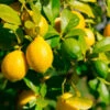 Lemon-Lime Citrus Tree 1 Lemon-Lime Citrus Tree -Green Plant Store Lemon Lime Tree 600x600 616fe761 01f2 42d7 99a0 86043adb6fb6