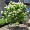 Limelight Hydrangea Tree -Green Plant Store Limelight Hydrangea Tree FGT 600x600 e0352a94 f738 4470 b7a5 056d2defa892