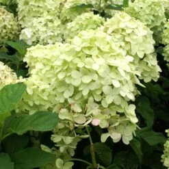 Limelight Hydrangea Shrub 11 Limelight Hydrangea Shrub -Green Plant Store Limelight Hydrangea 2 FGT