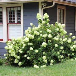 Limelight Hydrangea Shrub 13 Limelight Hydrangea Shrub -Green Plant Store Limelight Hydrangea 4 FGT