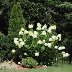 Limelight Hydrangea Shrub 12 Limelight Hydrangea Shrub -Green Plant Store Limelight Hydrangea 5 FGT