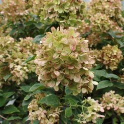 Limelight Hydrangea Tree 12 Limelight Hydrangea Tree -Green Plant Store Limelight Hydrangea Tree 5 FGT