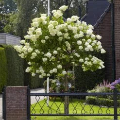 Limelight Hydrangea Tree 10 Limelight Hydrangea Tree -Green Plant Store Limelight Hydrangea Tree 6 FGT
