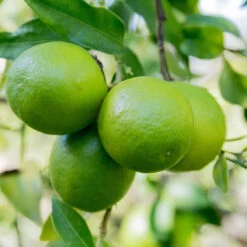 Limequat Citrus Tree 8 Limequat Citrus Tree -Green Plant Store Limequat 1 FGT