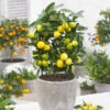 Limequat Citrus Tree -Green Plant Store Limequat FGT 600x600 a92ccace c4ae 4bc6 a976 3c1e0bd252e5