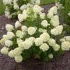 Little Lime® Hydrangea Shrub -Green Plant Store Little Lime Hydrangea FGT 600x600 150b7ad3 a003 4a12 a633 4233f3f7f0de