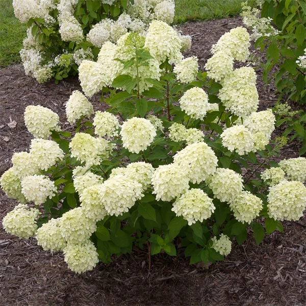 Little Lime® Hydrangea Shrub 3 Little Lime® Hydrangea Shrub