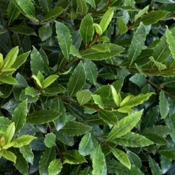 Little Ragu® Sweet Bay Shrub -Green Plant Store Little Ragu Sweet Bay 2