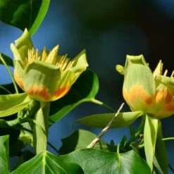 Tulip Poplar 'Little Volunteer' -Green Plant Store Little Volunteer Poplar 2