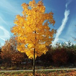 Tulip Poplar 'Little Volunteer' -Green Plant Store Little Volunteer Poplar 3
