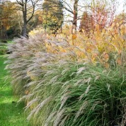 Little Kitten Maiden Grass -Green Plant Store Little kitten Madien Grass 1