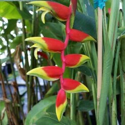 Lobster Claw Plant -Green Plant Store Lobster Claw 6