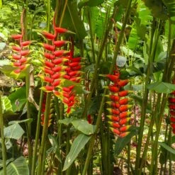 Lobster Claw Plant -Green Plant Store Lobster Claw 7 FGT