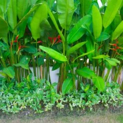 Lobster Claw Plant -Green Plant Store Lobster Claw 9