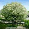 Lollipop® Crabapple Tree 2 Lollipop® Crabapple Tree -Green Plant Store Lollipop Crabapple 600x600 d8624b65 ba63 4304 8a6a eed9f908becf