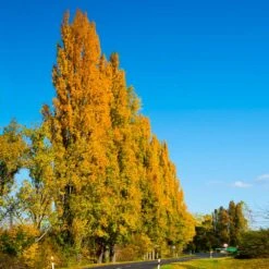 Lombardy Poplar Tree -Green Plant Store Lombardy Poplar 5 FGT