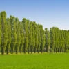 Lombardy Poplar Tree -Green Plant Store Lombardy Poplar FGT 600x600 a86be9b5 3891 4987 bd43 6908b309f966