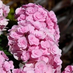 Love Hydrangea -Green Plant Store Love Hydrangea 2 FGT