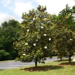Little Gem Magnolia Tree -Green Plant Store Lttle Gem Magnolia 4